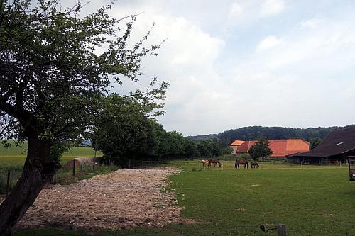 Pferdekoppel in Neuhof