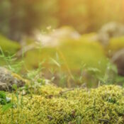 BSA_Wandern_Header_Schuhe im Wald_1920x540©Lily_stock.adobe.com_213650248
